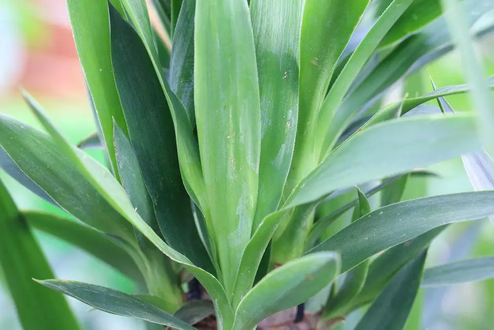 La palma de yuca tiene hojas amarillas y manchas marrones: ¿qué ayuda?