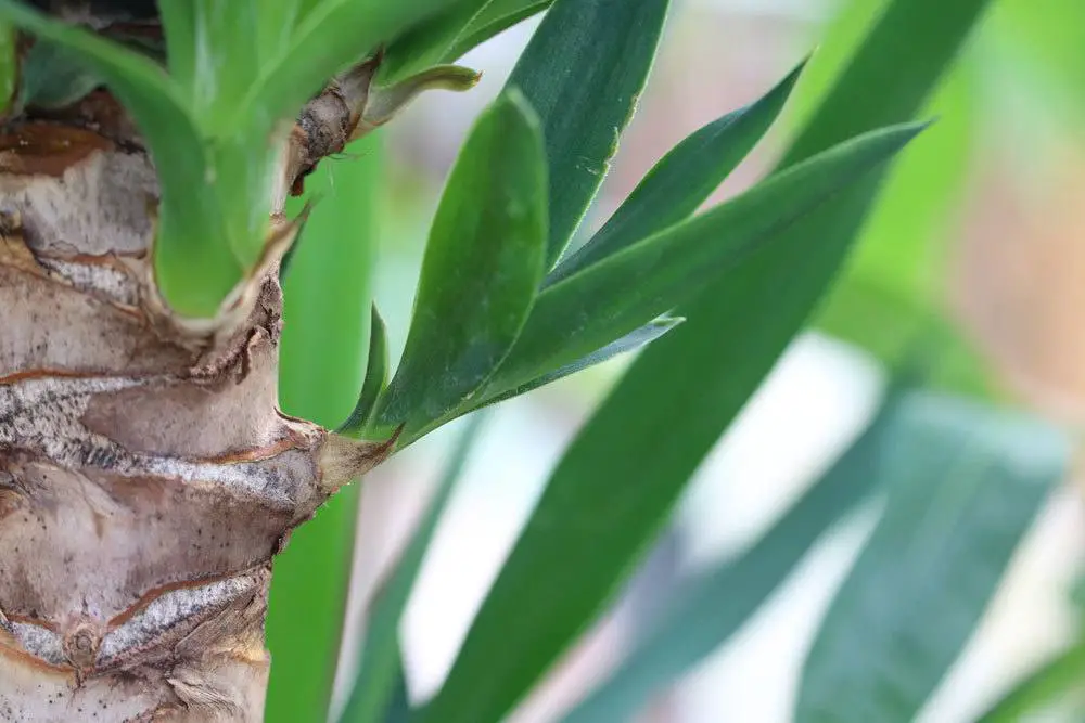 La palma de yuca tiene hojas amarillas y manchas marrones: ¿qué ayuda?