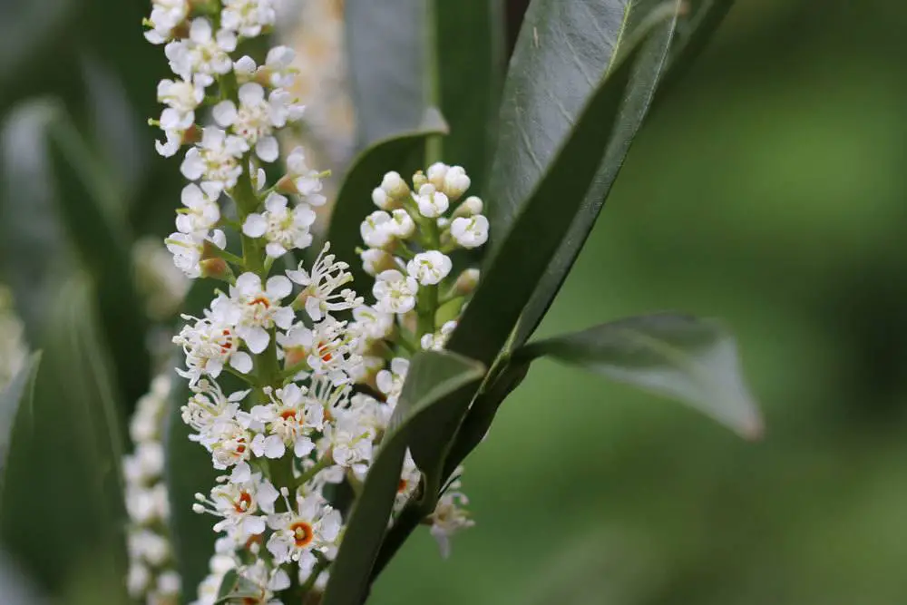 El laurel cerezo adquiere hojas marrones: estos pasos le ayudarán
