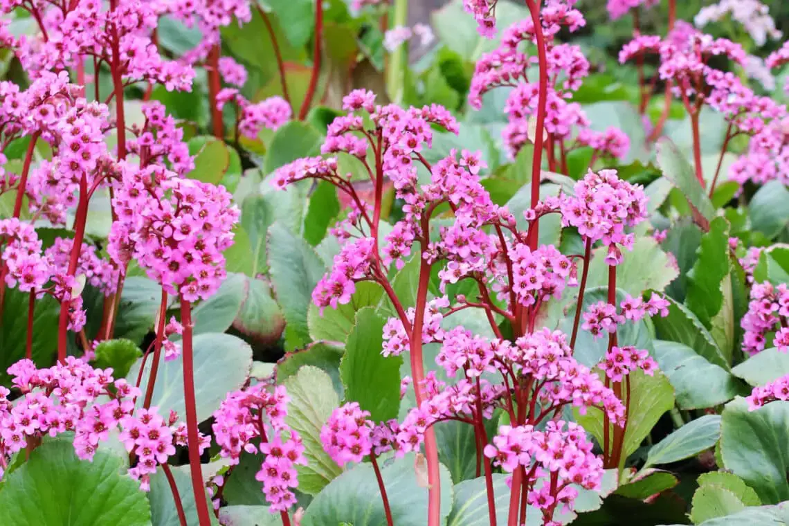 15 flores para el cementerio por poca agua
