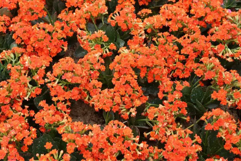 15 flores para el cementerio por poca agua