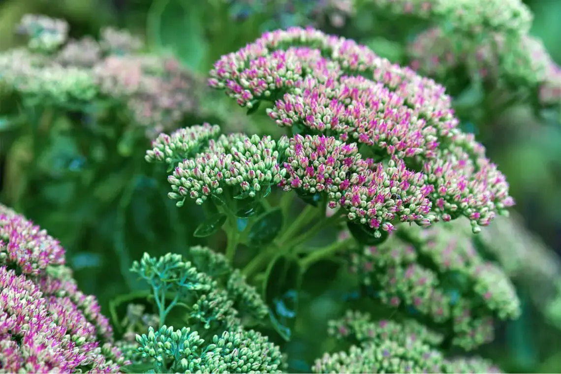 15 flores para el cementerio por poca agua