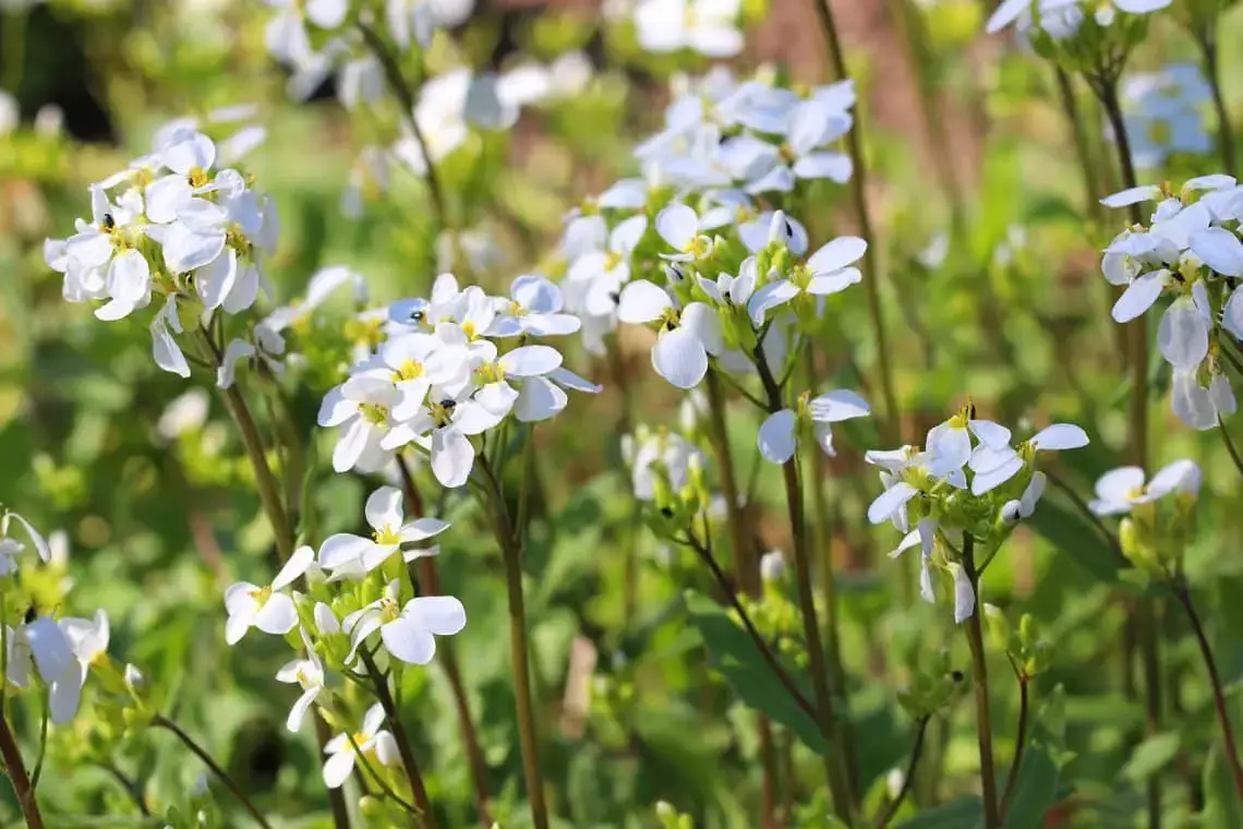 15 flores para el cementerio por poca agua