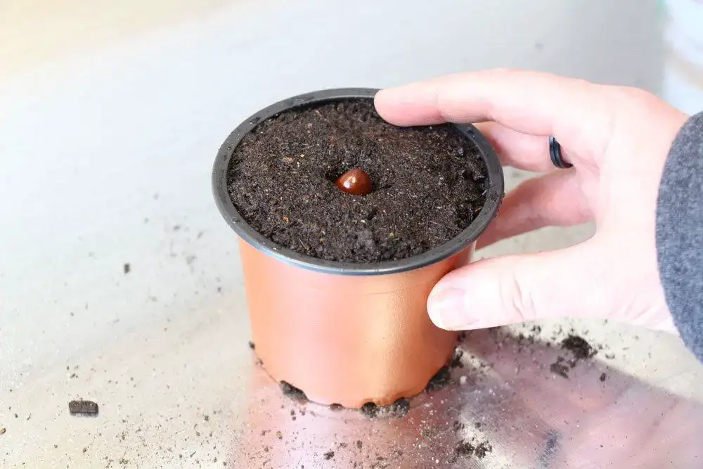 Cultivar un árbol de lichi: así es como cultivas tu propia planta de lichi