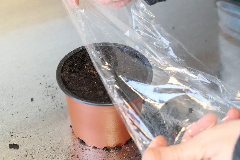 Cultivar un árbol de lichi: así es como cultivas tu propia planta de lichi