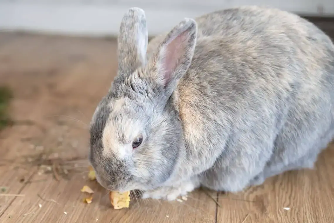 ¿Pueden los conejos comer manzanas?