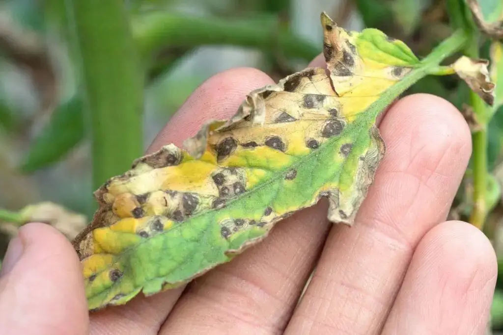 Monstera: las 6 enfermedades más comunes