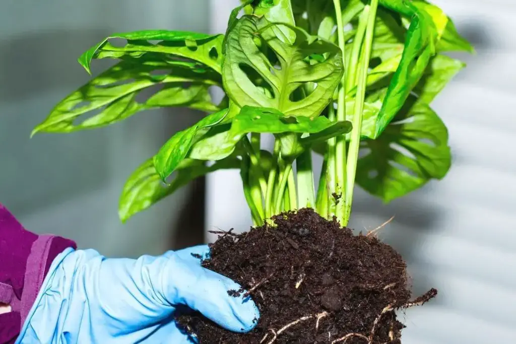 Monstera: las 6 enfermedades más comunes
