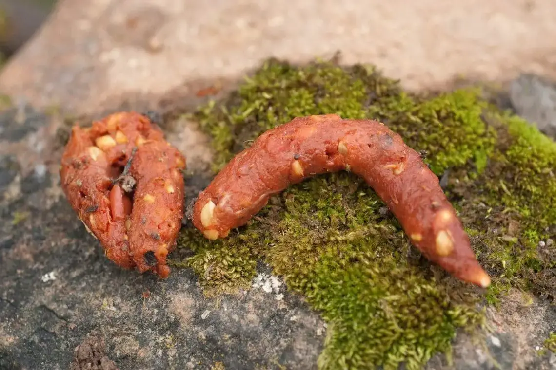 ¿Las martas o los mapaches cavan hoyos en el jardín?