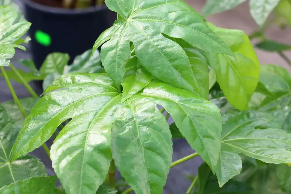 Aralia de interior, Fatsia japonica: información sobre cuidados | ¿Es venenoso?