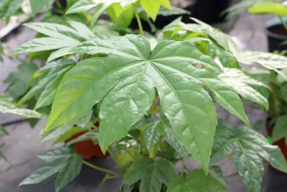 Aralia de interior, Fatsia japonica: información sobre cuidados | ¿Es venenoso?