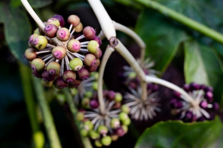 Aralia de interior, Fatsia japonica: información sobre cuidados | ¿Es venenoso?