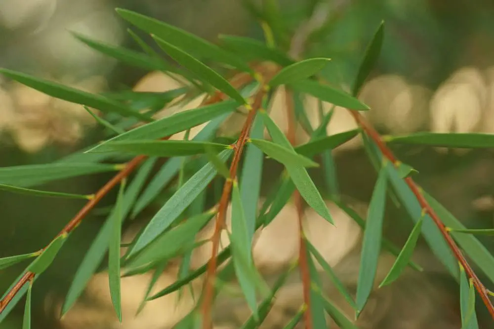 Callistemon, Callistemon – información sobre cuidados, corte e hibernación