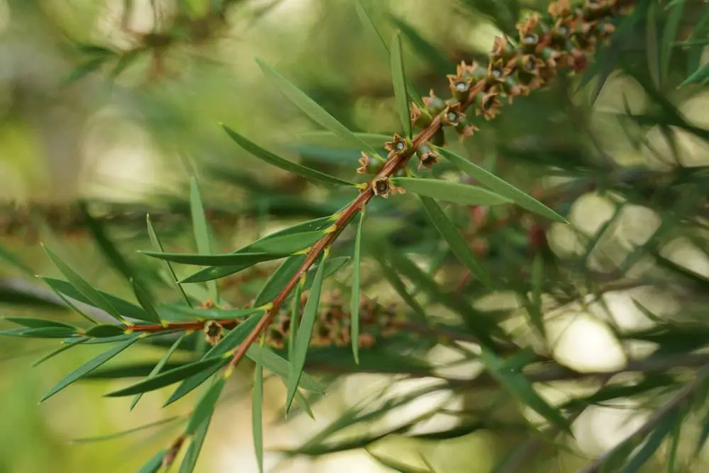 Callistemon, Callistemon – información sobre cuidados, corte e hibernación