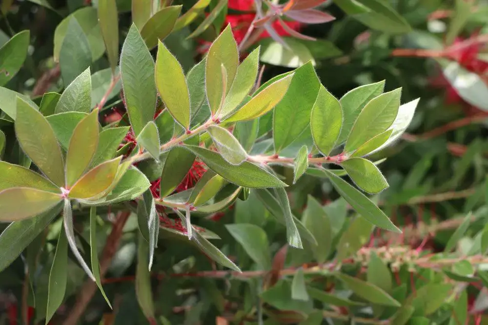 Callistemon, Callistemon – información sobre cuidados, corte e hibernación