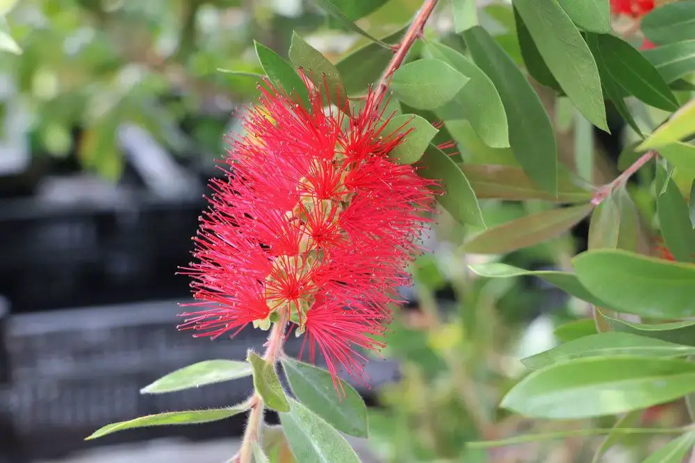 Callistemon, Callistemon – información sobre cuidados, corte e hibernación