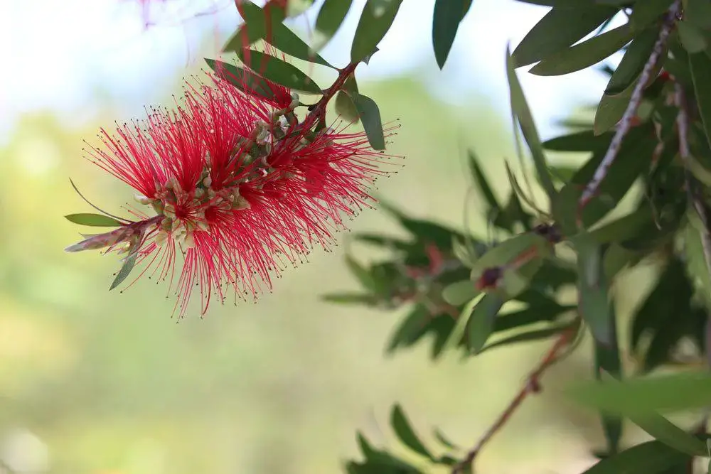 Callistemon, Callistemon – información sobre cuidados, corte e hibernación