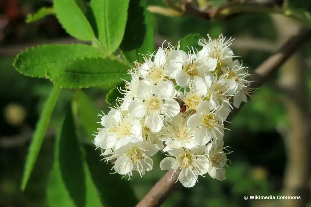 Árbol con flores blancas: 18 árboles de flores blancas
