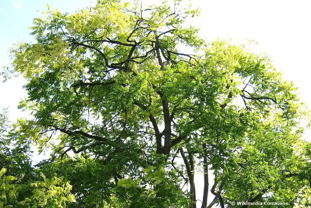 Árbol con flores blancas: 18 árboles de flores blancas