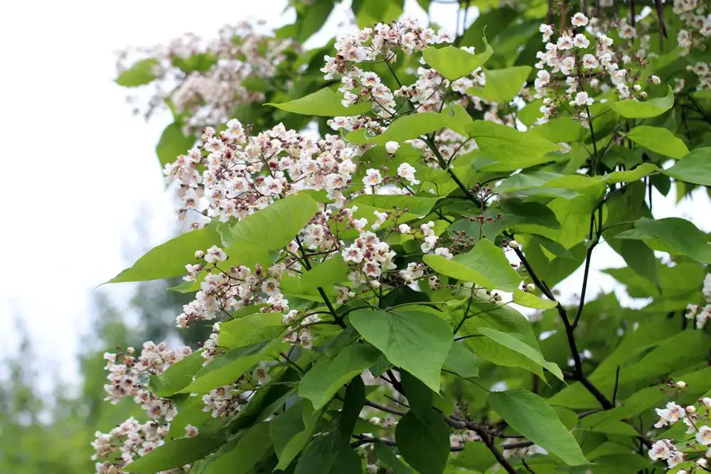 Árbol con flores blancas: 18 árboles de flores blancas