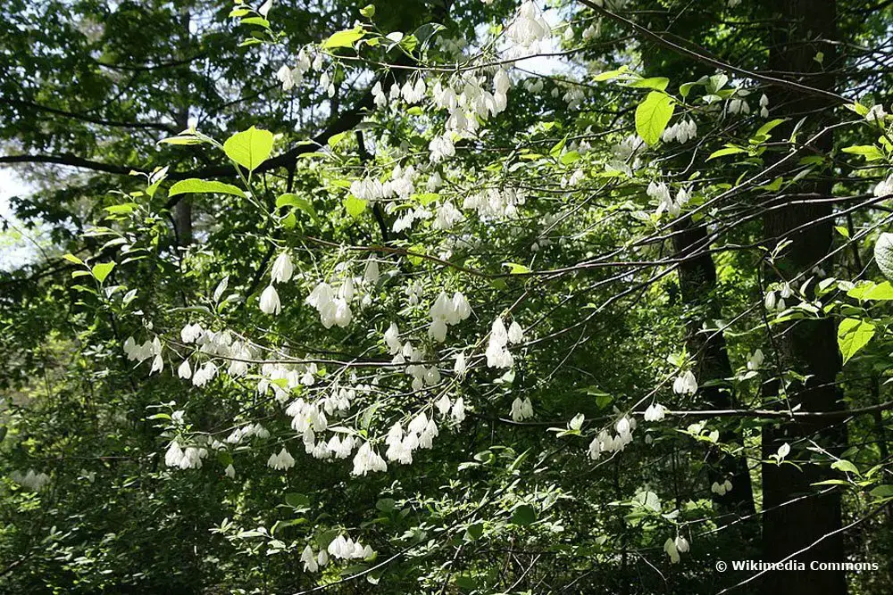 Árbol con flores blancas: 18 árboles de flores blancas