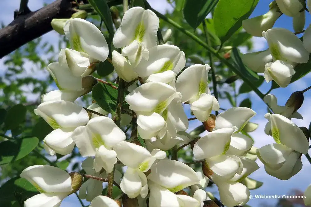 Árbol con flores blancas: 18 árboles de flores blancas