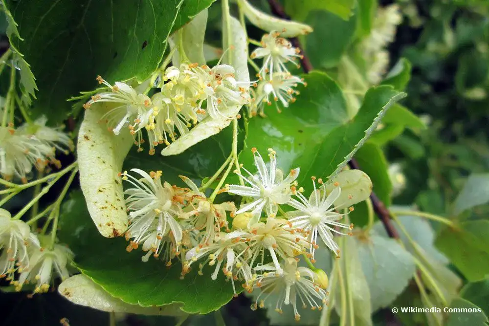 Árbol con flores blancas: 18 árboles de flores blancas