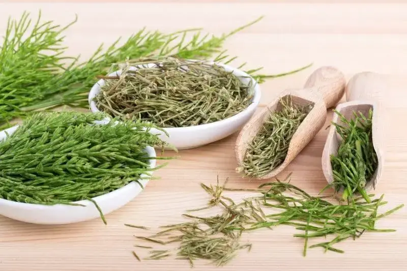 La albahaca tiene manchas blancas: ¿aún es comestible?