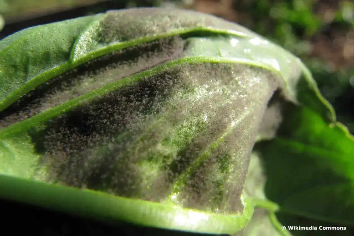La albahaca tiene manchas blancas: ¿aún es comestible?
