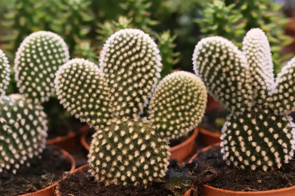 Cortar el cactus y replantarlo: así funciona