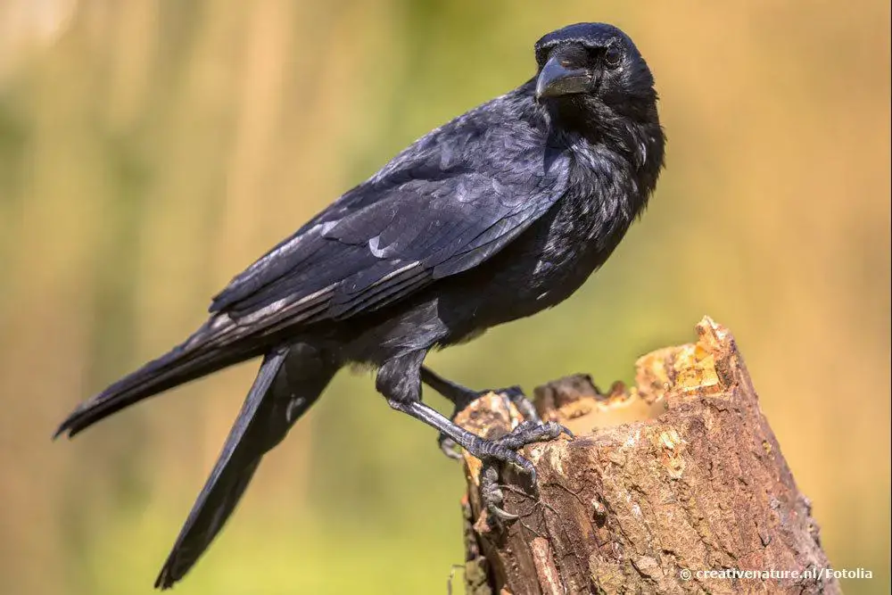 Enemigos naturales de las ardillas: 7 enemigos en el jardín