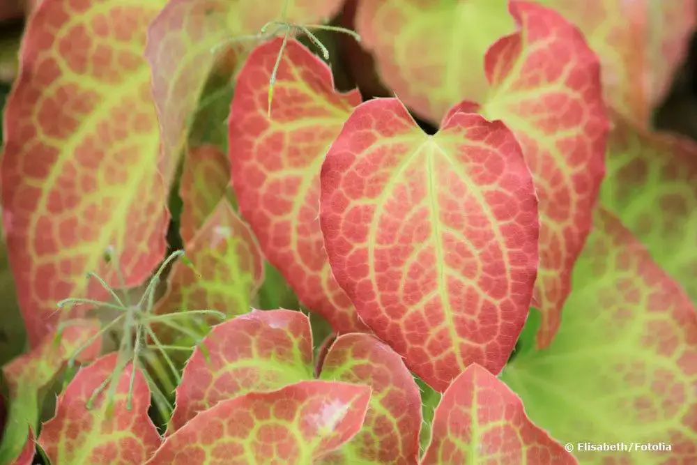 25 plantas cubresuelos poco exigentes y de rápido crecimiento para tu jardín