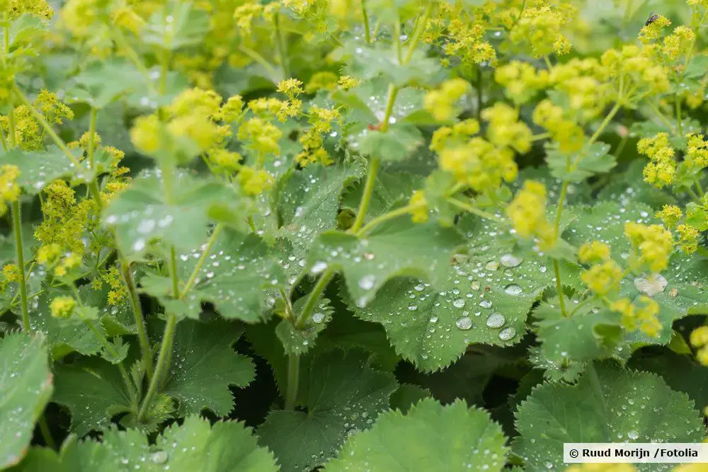 25 plantas cubresuelos poco exigentes y de rápido crecimiento para tu jardín