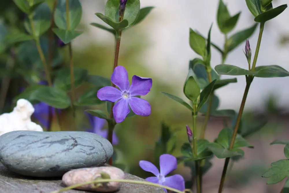 25 plantas cubresuelos poco exigentes y de rápido crecimiento para tu jardín