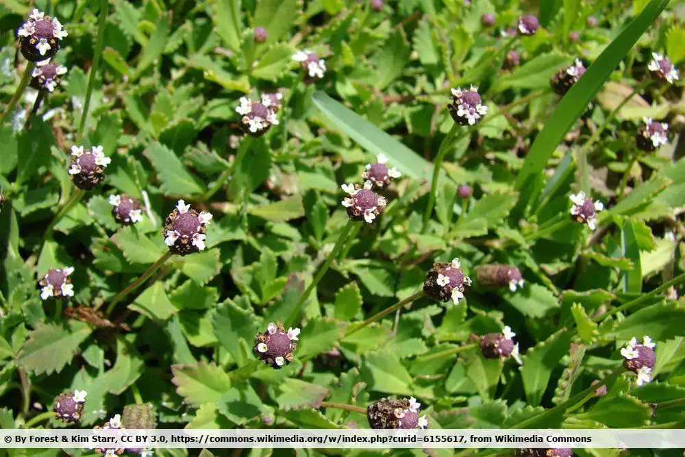 25 plantas cubresuelos poco exigentes y de rápido crecimiento para tu jardín