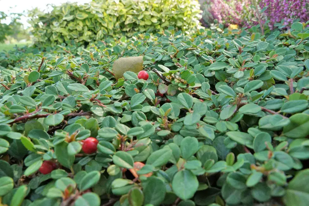 25 plantas cubresuelos poco exigentes y de rápido crecimiento para tu jardín