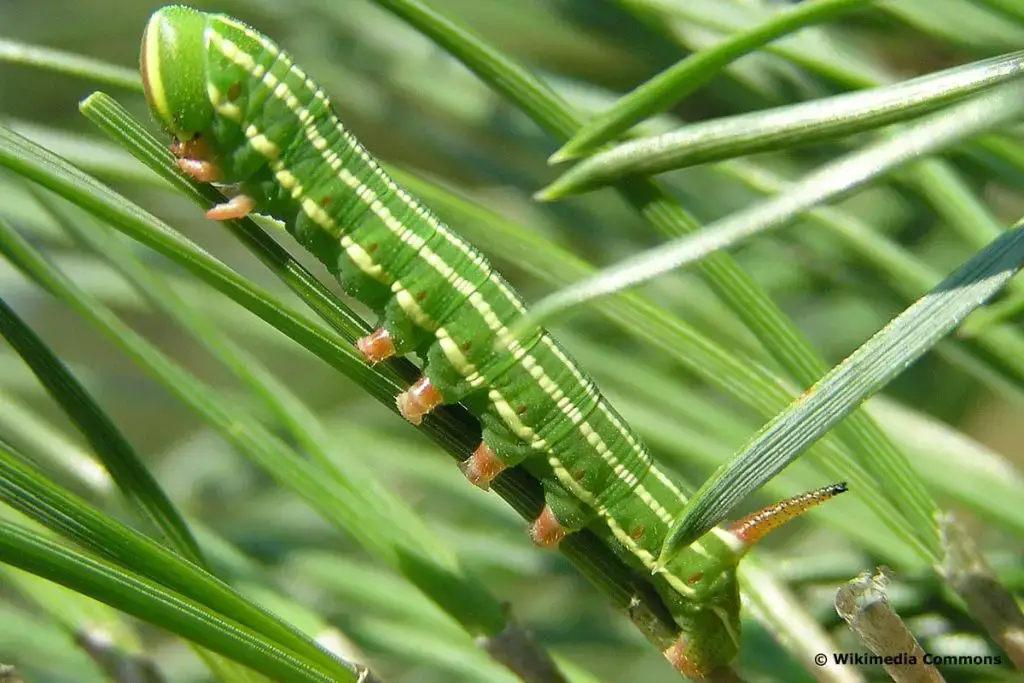 Orugas con aguijón: 10 especies nativas