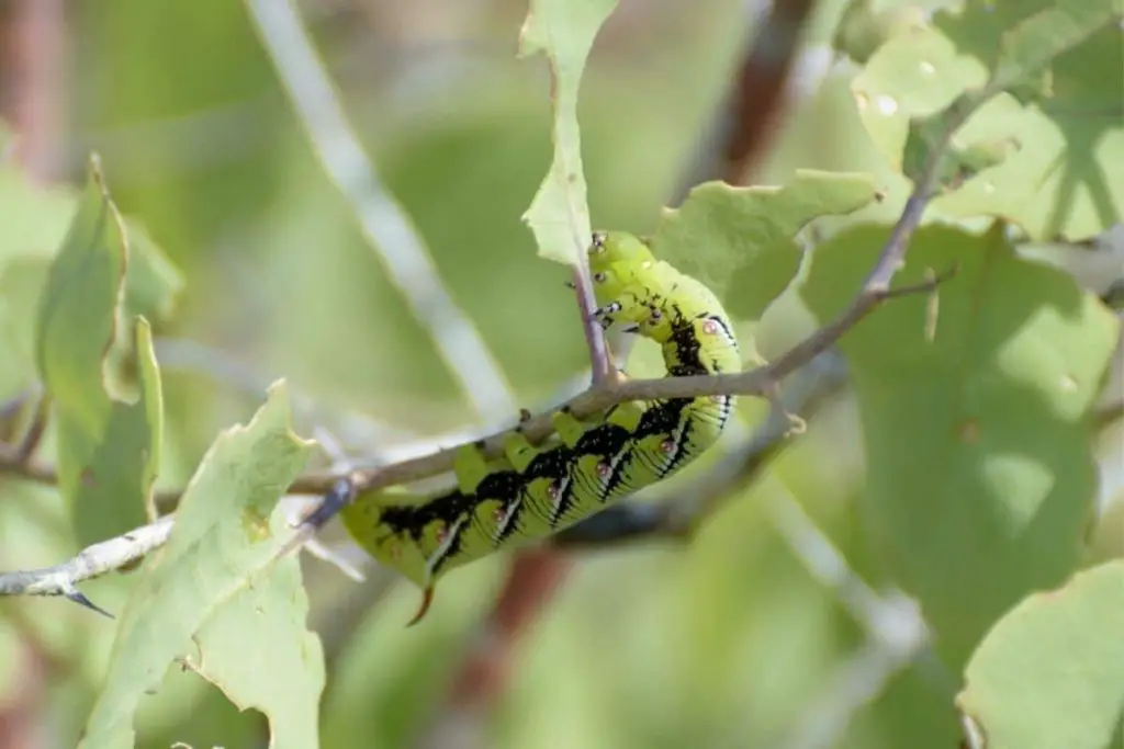 Orugas con aguijón: 10 especies nativas