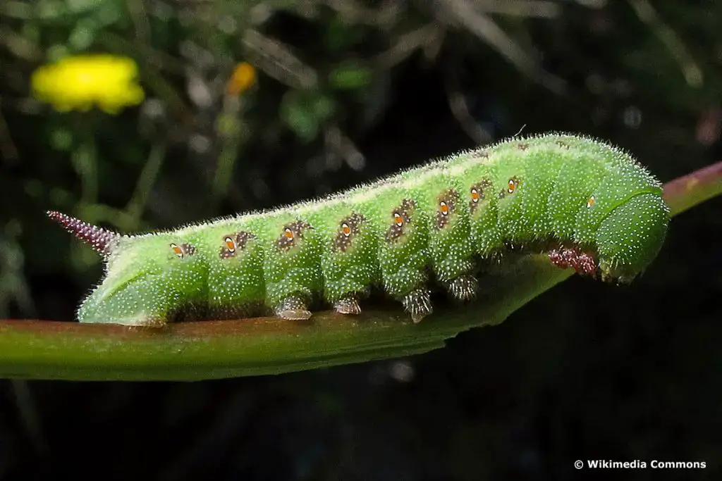 Orugas con aguijón: 10 especies nativas