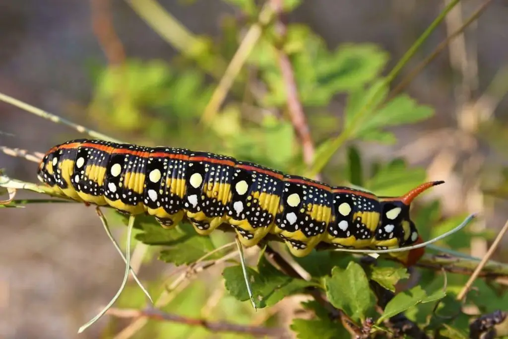 Orugas con aguijón: 10 especies nativas