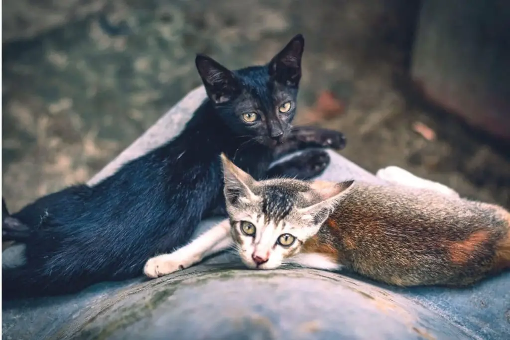188 nombres de gatos populares para parejas y hermanos
