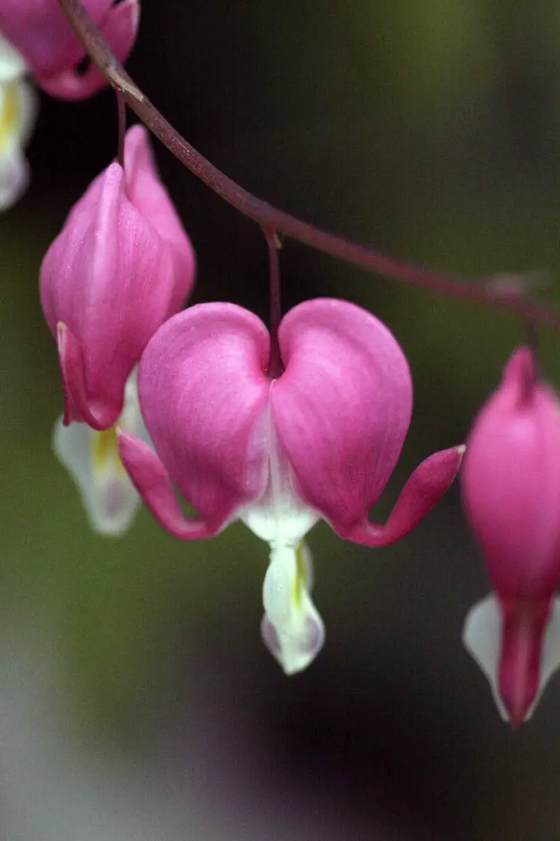 12 plantas perennes de floración temprana | jardín de alegría