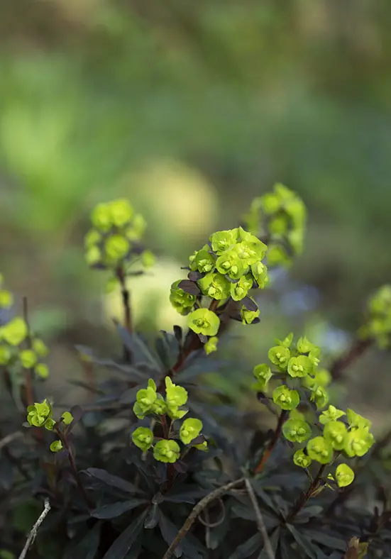 12 plantas perennes de floración temprana | jardín de alegría