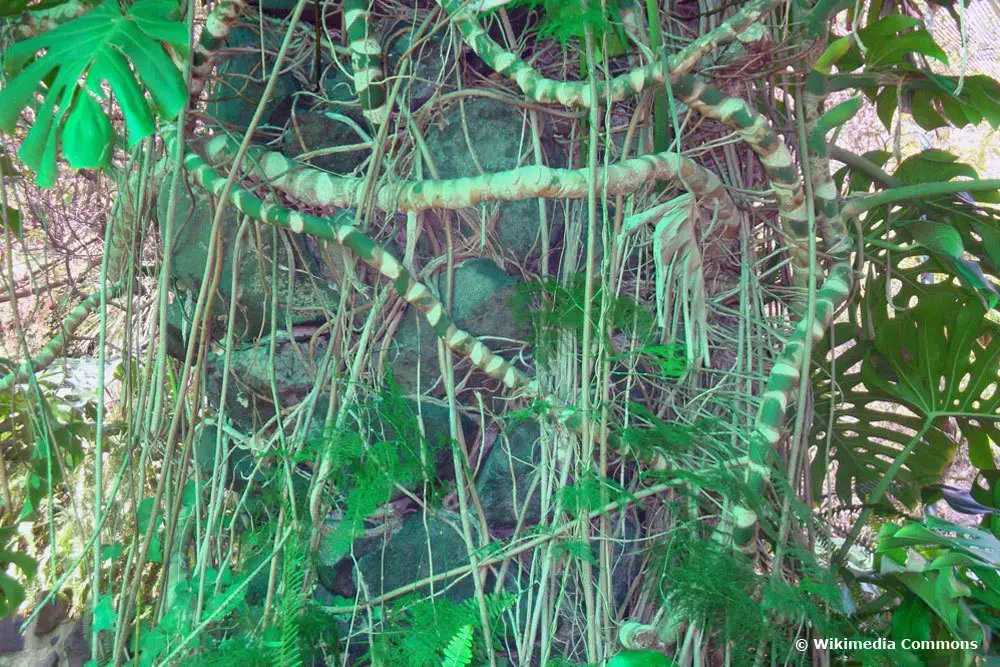Raíces aéreas de Monstera: ¿Puedes cortarlas?