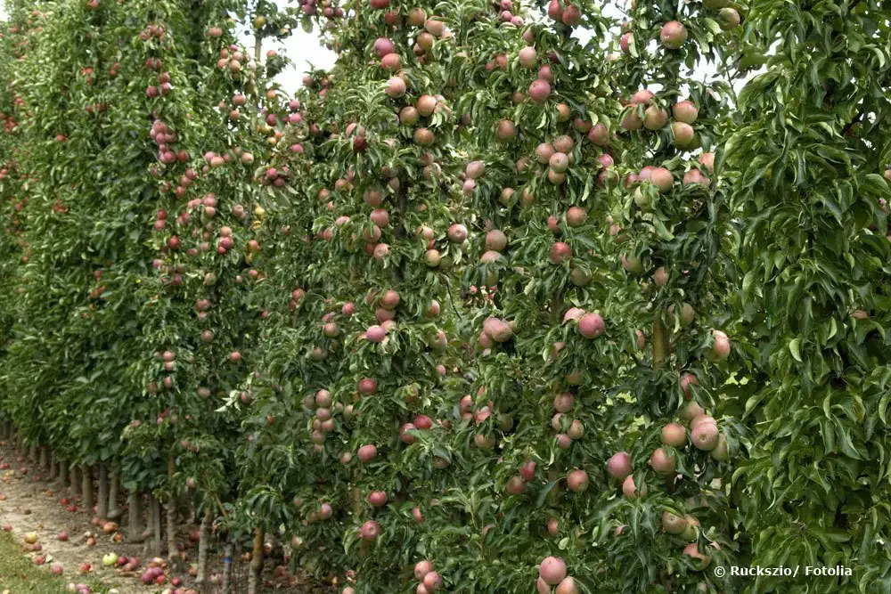 Experiencias con frutos columnares: ventajas y desventajas