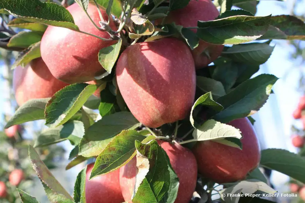 Experiencias con frutos columnares: ventajas y desventajas