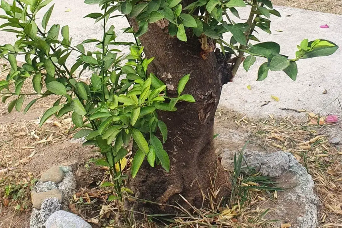 Reconocer y cortar brotes de agua en el limonero.