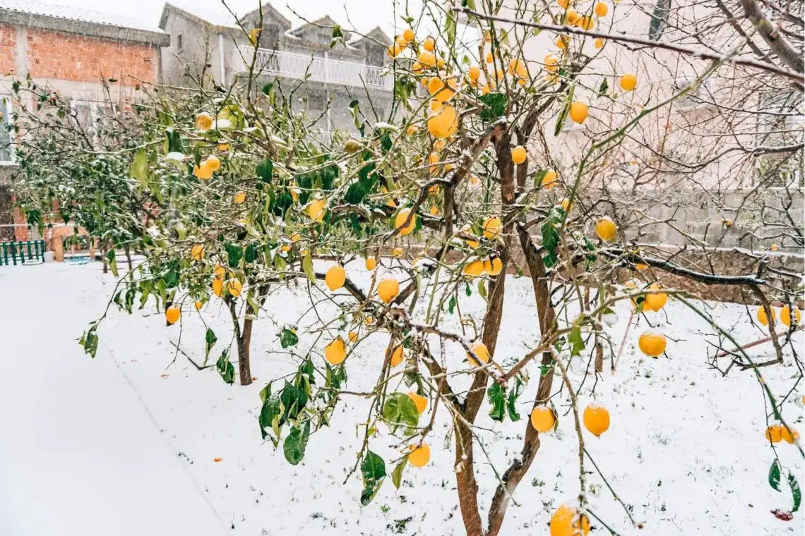 Reconocer y cortar brotes de agua en el limonero.