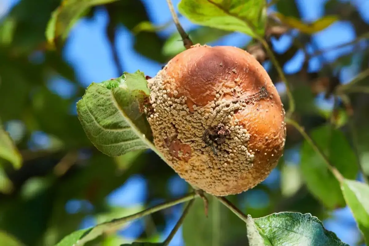 Las manzanas se están pudriendo en el árbol: ¿qué hacer?