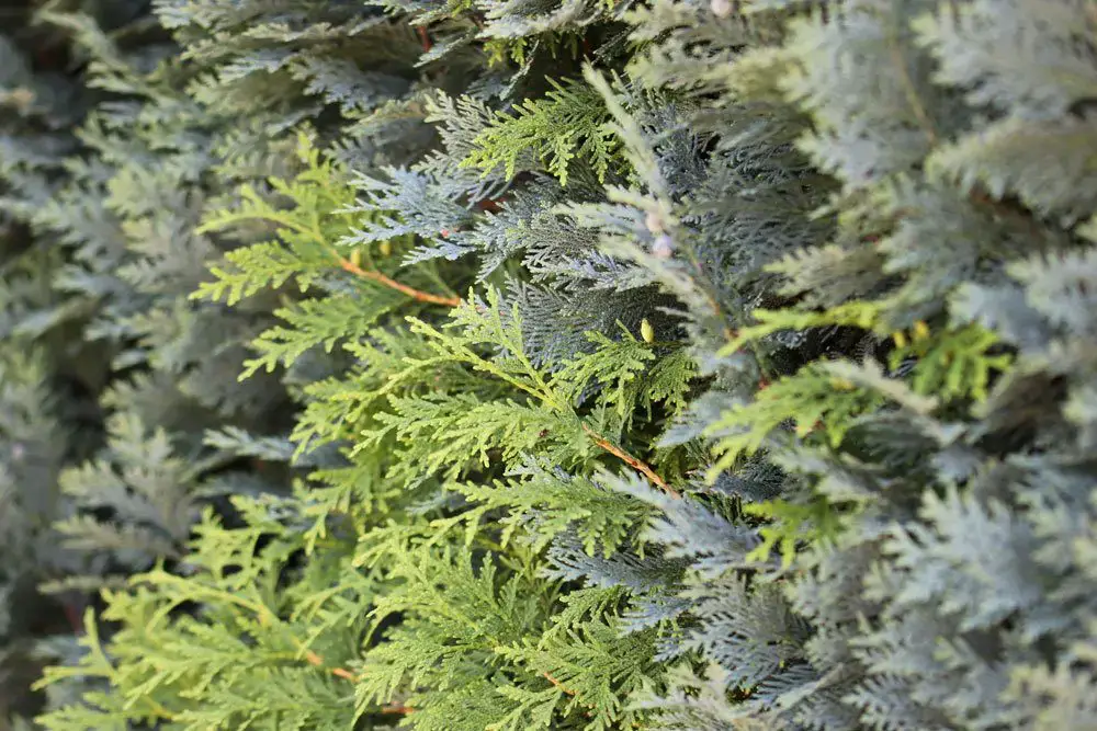 Elimine usted mismo los setos de thuja: instrucciones en 5 pasos
